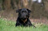 ROTTWEILER 481